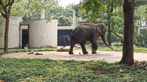 জাতীয় চিড়িয়াখানায় হাতির আঘাতে এক কিশোরের মৃত্যুর ঘটনা ঘটেছে। বৃহস্পতিবার (১১ এপ্রিল) ঈদের দিন সকাল সাড়ে ১০টা থেকে ১১টার মধ্যে এ ঘটনা ঘটে।