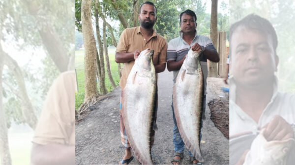 দিঘিতে মিলল ২২ কেজি চিতল, ২২ হাজারে বিক্রি