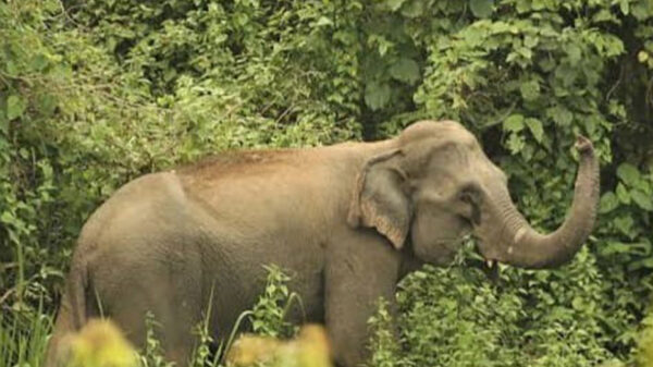 আনোয়ারায় হাতির আক্রমণে নারীসহ নিহত ২