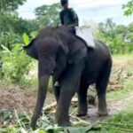 কোটালিপাড়ায় হাতির পায়ে পিষ্ট হয়ে মাহুতের মৃত্যু