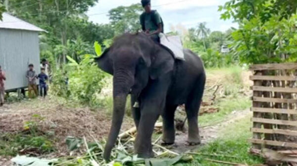 কোটালিপাড়ায় হাতির পায়ে পিষ্ট হয়ে মাহুতের মৃত্যু