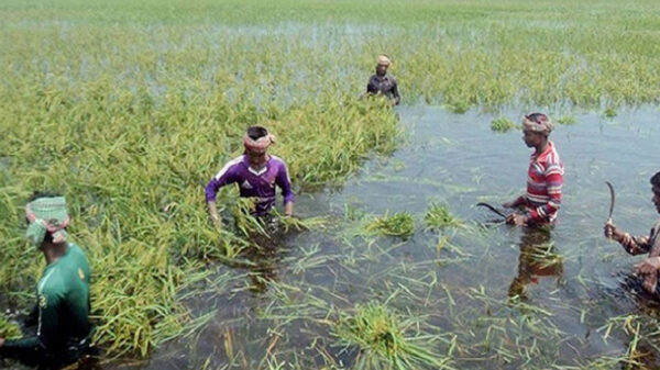 বন্যায় কুমিল্লায় ৮৪৮ কোটি টাকার ফসলের ক্ষতি