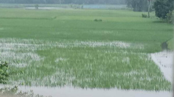 নেত্রকোনায় বন্যায় ক্ষতিগ্রস্ত ২২ হাজার হেক্টর জমির আমন ক্ষেত