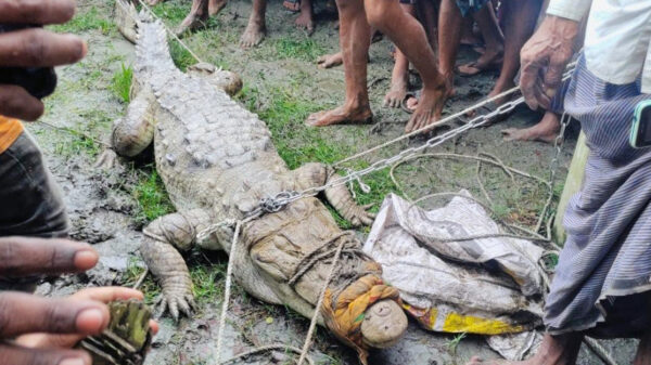 লক্ষ্মীপুরে দুর্গম চরে ধরা পড়ল বিশাল কুমির, আতঙ্কে জনপদ