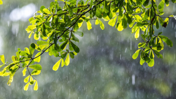 ঢাকাসহ চার বিভাগে গুঁড়িগুঁড়ি বৃষ্টির আভাস