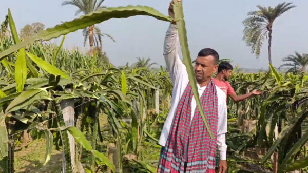 ঝিনাইদহে কৃষকের ২ হাজার ড্রাগন গাছ কেটে ফেললো দুর্বৃত্তরা