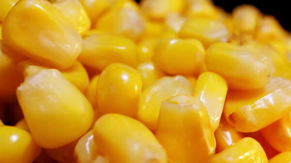 বিশ্ববাজারে কমেছে ভুট্টা-সয়াবিনের দাম
