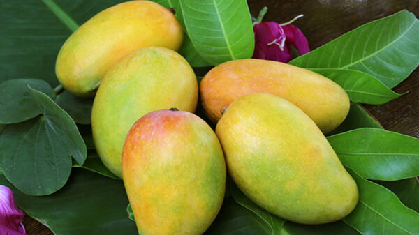 আম দীর্ঘদিন ভালো রাখার সহজ ৫ উপায়