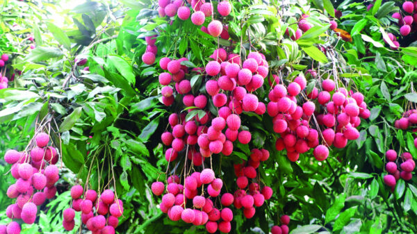 ভালো লিচু চেনার উপায়