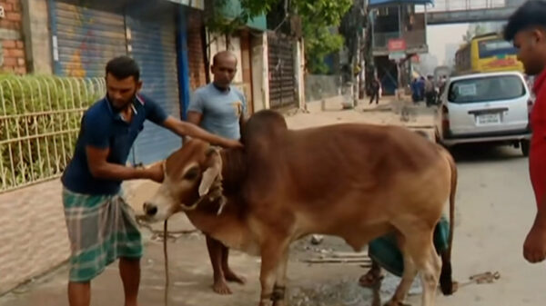 ঈদের দ্বিতীয় দিনেও চলছে পশু কোরবানি
