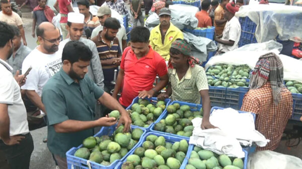রাজশাহীতে আমের দাম পাচ্ছে না কৃষক, উঠছে না ঢলন পদ্ধতি