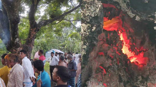 জীবন্ত গাছে ‘ভুতুড়ে’ আগুন, ডাল দিয়ে বের হচ্ছে ধোঁয়া
