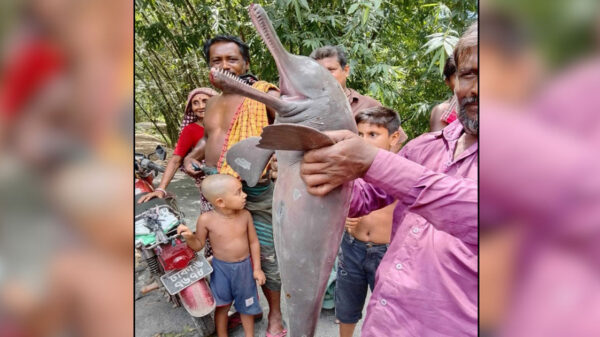 ঝিনাইদহে গড়াই নদীতে ধরা পড়ল বিলুপ্তপ্রায় শুশুক