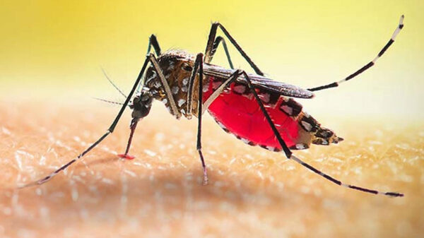 ডেঙ্গু আক্রান্ত হয়ে হাসপাতালে আরও ৩৭৫ জন