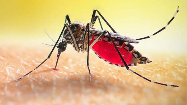 ডেঙ্গুতে আরও ২ জনের মৃত্যু, ভর্তি ৩৩০