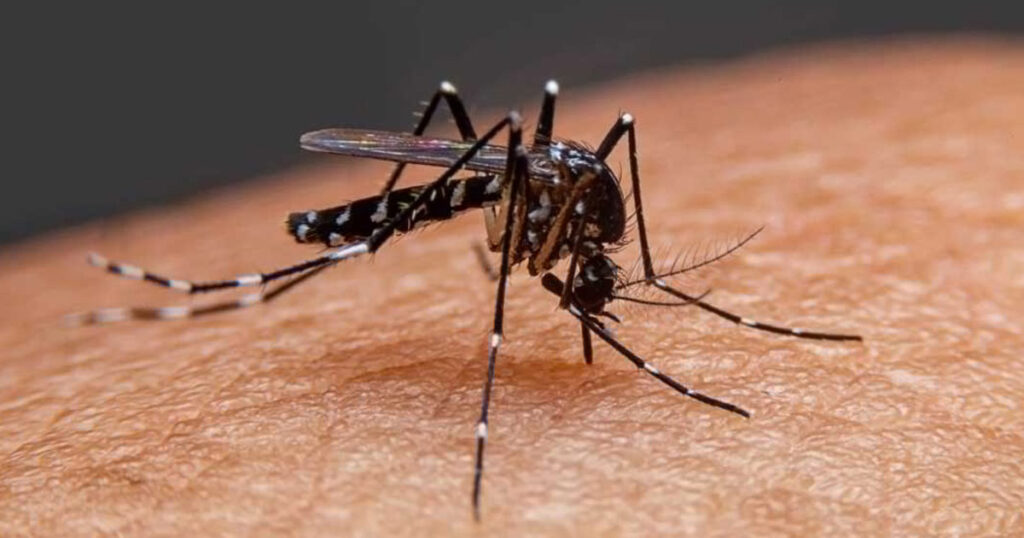 চট্টগ্রামে বাড়ছে ডেঙ্গু-চিকুনগুনিয়া রোগী চট্টগ্রামে বাড়ছে ডেঙ্গু-চিকুনগুনিয়া রোগী