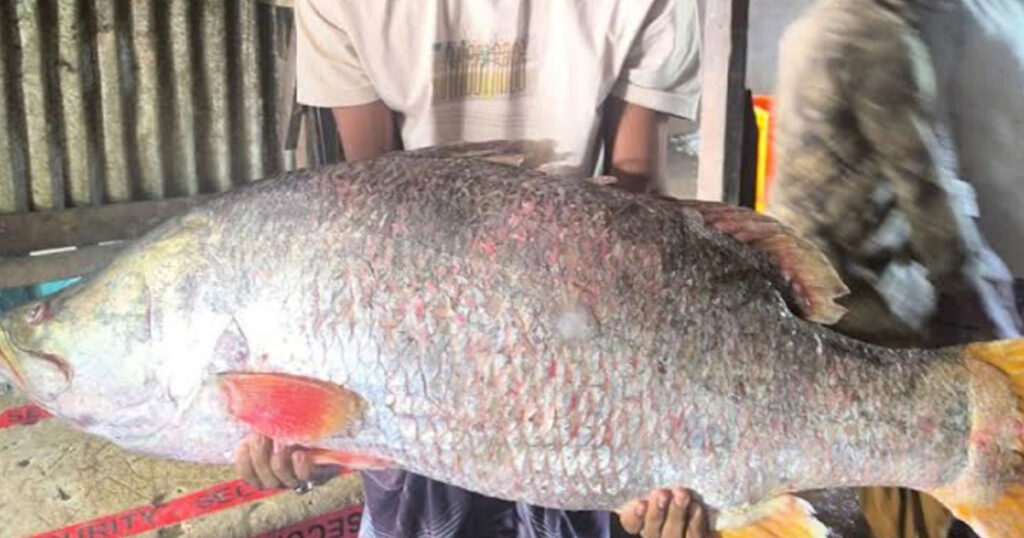 ২৮ কেজির কোরাল বিক্রি হলো ৪২ হাজারে ২৮ কেজির কোরাল বিক্রি হলো ৪২ হাজারে