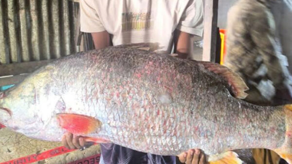 ২৮ কেজির কোরাল বিক্রি হলো ৪২ হাজারে