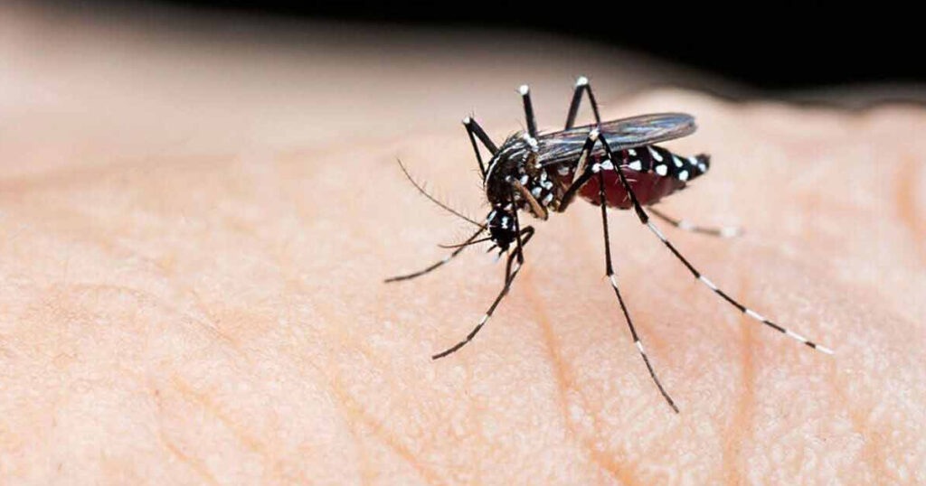 ডেঙ্গু আক্রান্ত হয়ে হাসপাতালে ভর্তি ৫৭২ জন