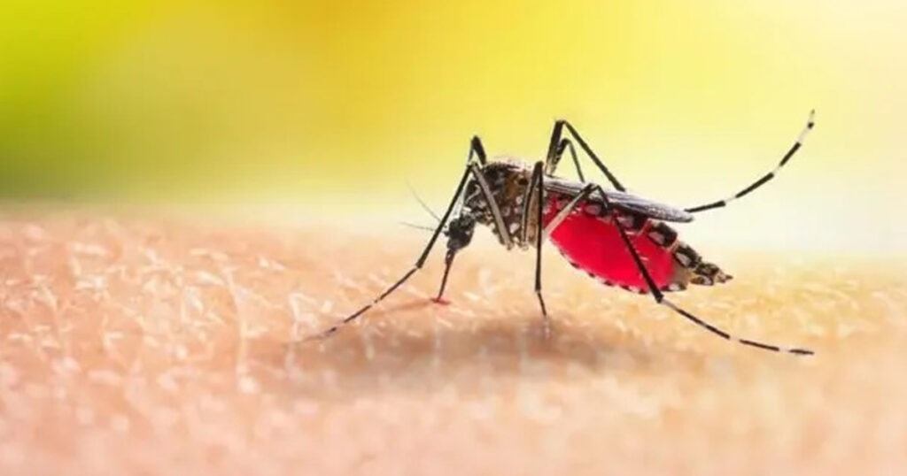 ডেঙ্গু কেড়ে নিল আরও ৬ জনের প্রাণ ডেঙ্গু কেড়ে নিল আরও ৬ জনের প্রাণ