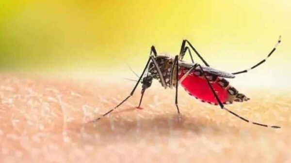 ডেঙ্গুতে আক্রান্ত হয়ে আরও ৩ জনের মৃত্যু