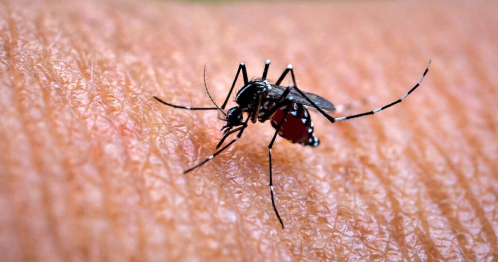 ডেঙ্গুতে আক্রান্ত হয়ে আরও ৬ জনের মৃত্যু