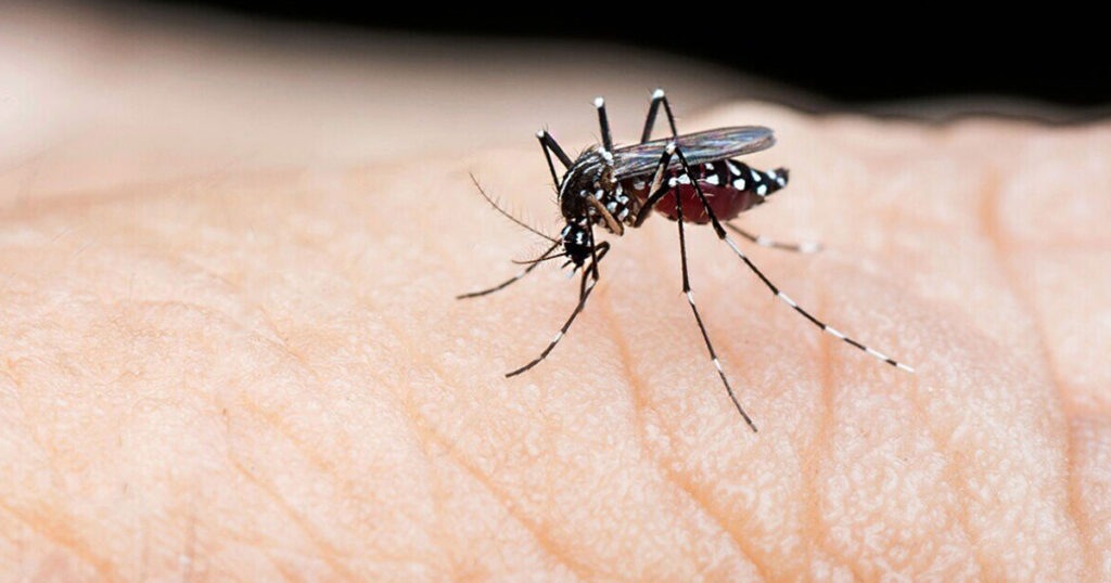 ডেঙ্গুতে একদিনে ৮ মৃত্যু, হাসপাতালে ৭৭৮