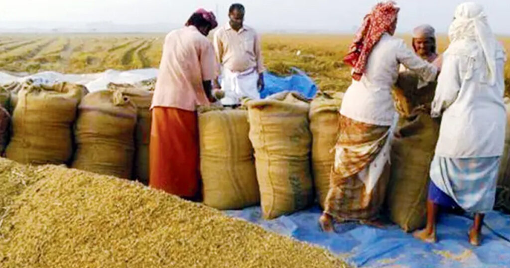 ৩৪ টাকায় ধান, ৫০ টাকায় সেদ্ধ চাল কিনবে সরকার ৩৪ টাকায় ধান, ৫০ টাকায় সেদ্ধ চাল কিনবে সরকার