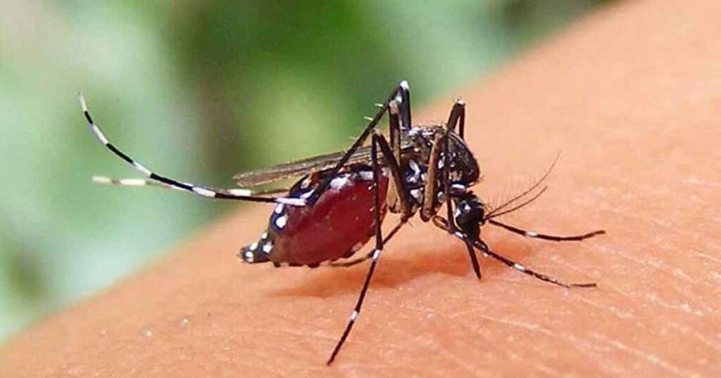 ডেঙ্গুতে আক্রান্ত হয়ে দুজনের মৃত্যু, হাসপাতালে ৫৬৫ ডেঙ্গুতে আক্রান্ত হয়ে