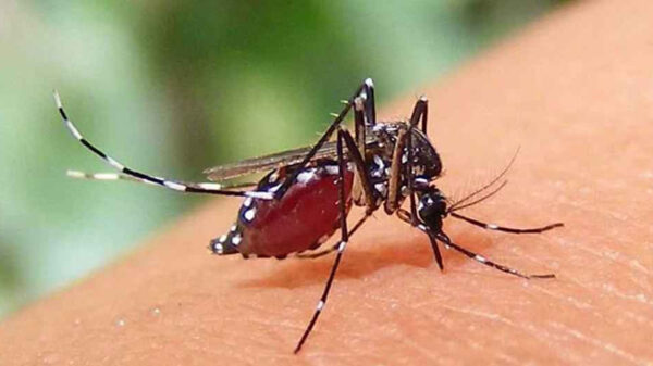 ডেঙ্গুতে আক্রান্ত হয়ে