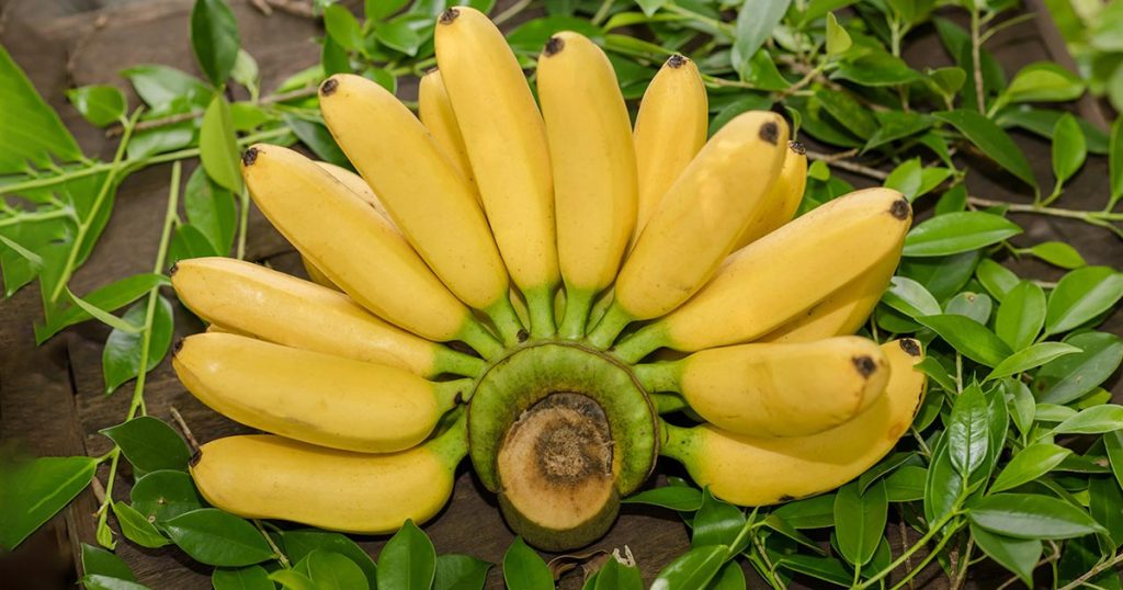 প্রতিদিন কতগুলো কলা খাওয়া যাবে? প্রতিদিন কতগুলো কলা খাওয়া যাবে?