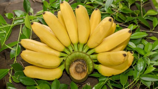 প্রতিদিন কতগুলো কলা খাওয়া যাবে?