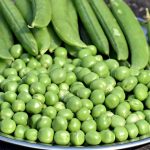 মটরশুঁটি খাওয়ার ৫ উপকারিতা জেনে নিন