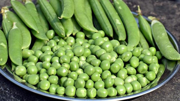 মটরশুঁটি খাওয়ার ৫ উপকারিতা জেনে নিন