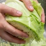 বাঁধাকপি খাওয়ার আগে জানুন ধোয়ার সঠিক নিয়ম