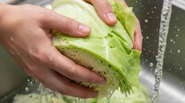 বাঁধাকপি খাওয়ার আগে জানুন ধোয়ার সঠিক নিয়ম