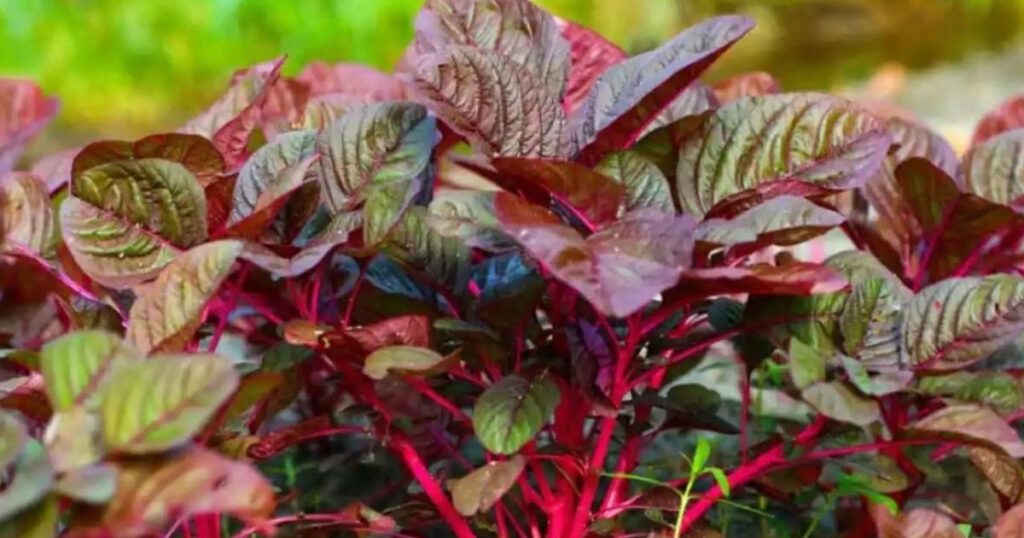 নারীর জন্য লালশাক খাওয়া যে কারণে জরুরি