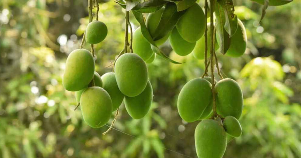 চলতি মৌসুমে আমের ফলন ২৭ লাখ মেট্রিক টন ছাড়াতে পারে