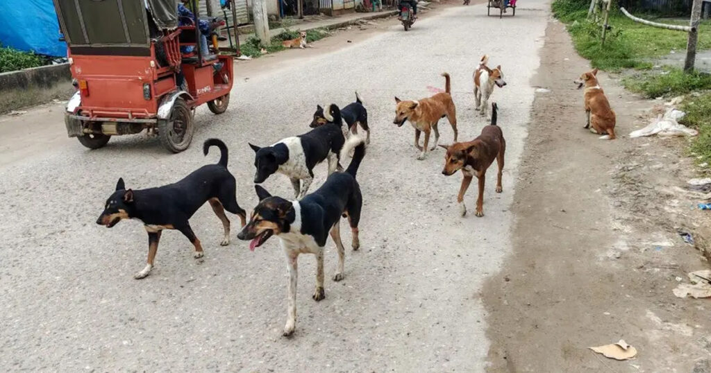 টাঙ্গাইলের