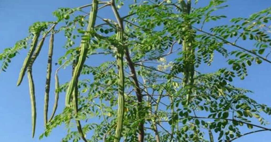 সজনে গাছ