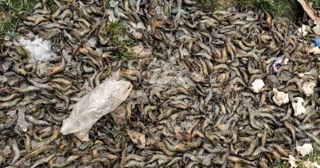 সাতক্ষীরায় বিষাক্ত জেলি পুশ করা বিপুল পরিমাণ চিংড়ি জব্দ, ব্যবসায়ীকে জরিমানা