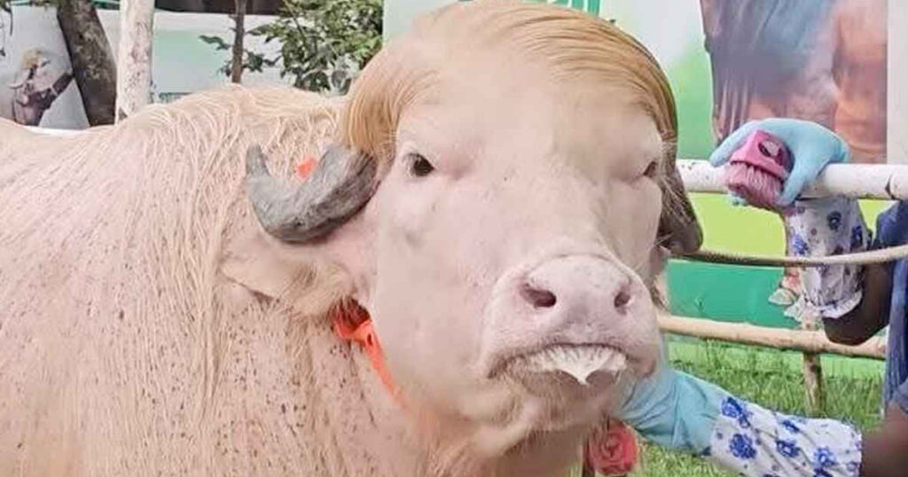 ঢাকায় আসছে ‘ডোনাল্ড ট্রাম্প’