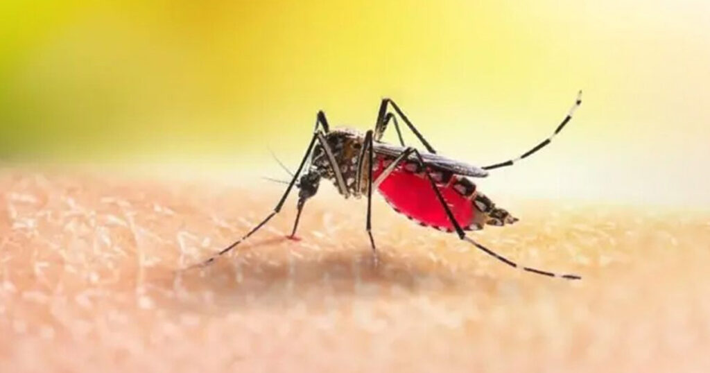 ডেঙ্গু: আরও ৩ জনের মৃত্যু, হাসপাতালে ভর্তি ৫১২