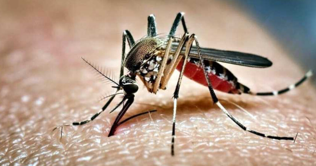 ডেঙ্গুতে আরও ৭ জনের মৃত্যু, আক্রান্ত ১৫৯৩ জন
