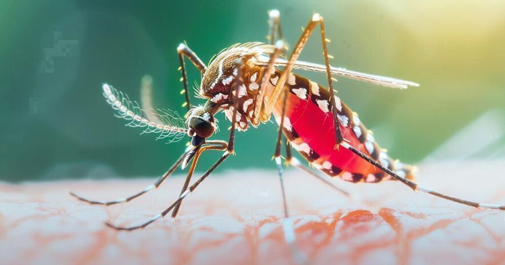 ২৪ ঘণ্টায় ডেঙ্গুতে ৩ জনের মৃত্যু, হাসপাতালে ভর্তি ১৪৬৩ ২৪ ঘণ্টায় ডেঙ্গুতে ৩ জনের মৃত্যু, হাসপাতালে ভর্তি ১৪৬৩