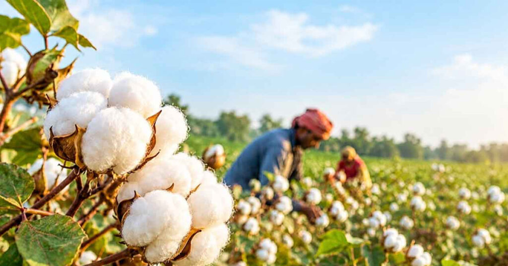 তুলা উৎপাদন নিয়ে সরকারের ‘বড় পরিকল্পনা’